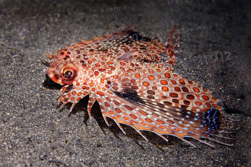Oriental flying gurnard