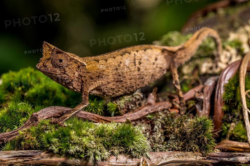 Marojejy leaf chameleon