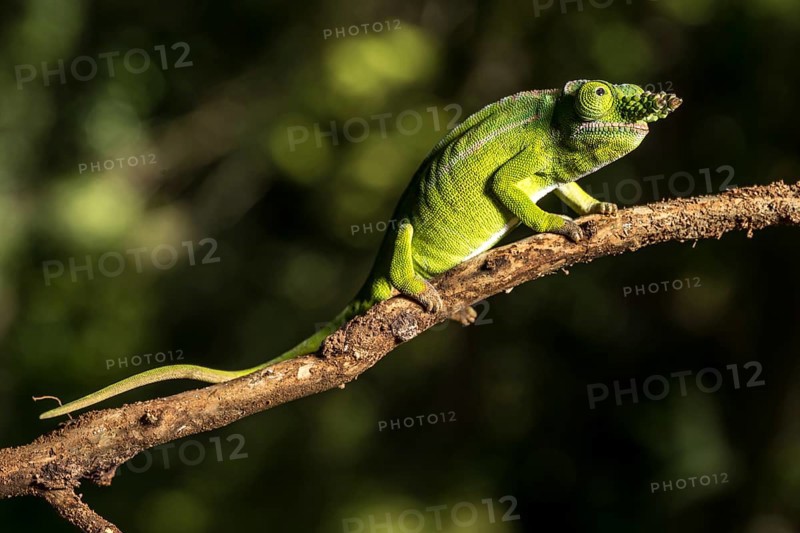 Petters petter's chameleon