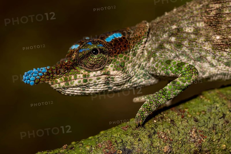 Blue-nosed Chameleon