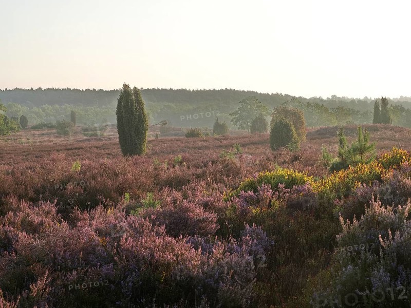 Heath blossom in the Lueneburg Heath nature park Park. The landscape in the heath nature reserves blossoms in purple to violet hues in late summer. Fuerstengrab
