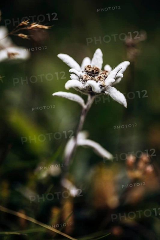 Alpine edelweiss