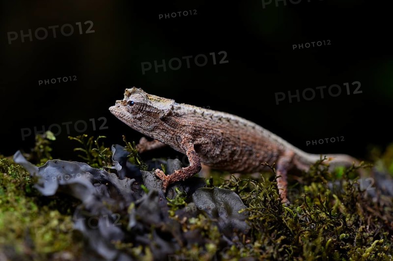 An earth chameleon