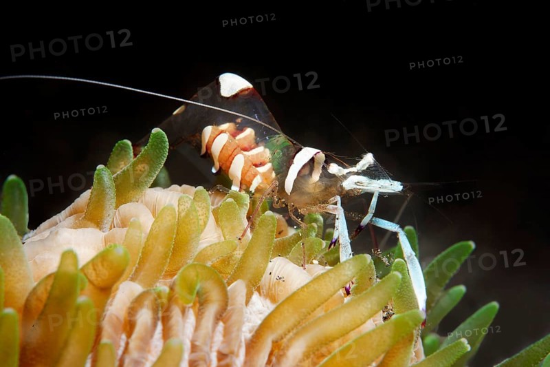 Magnificent anemone shrimp