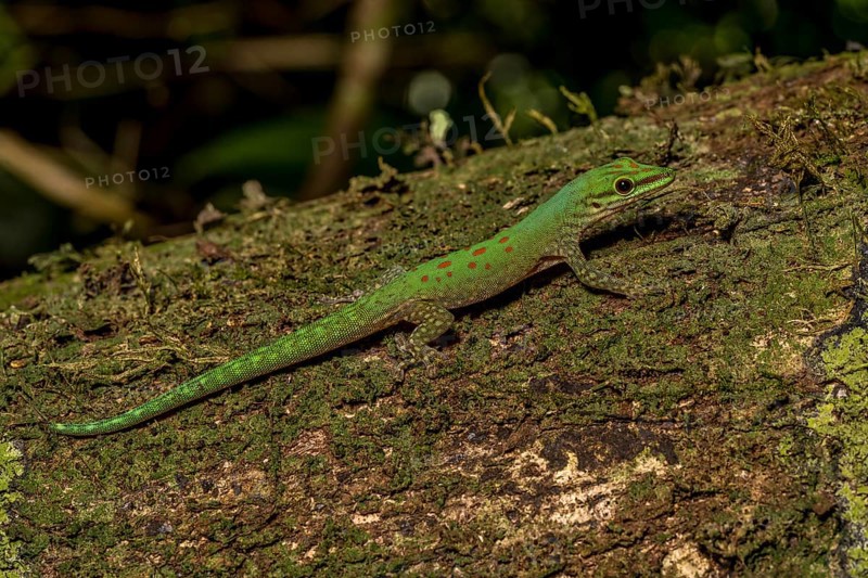 Day gecko