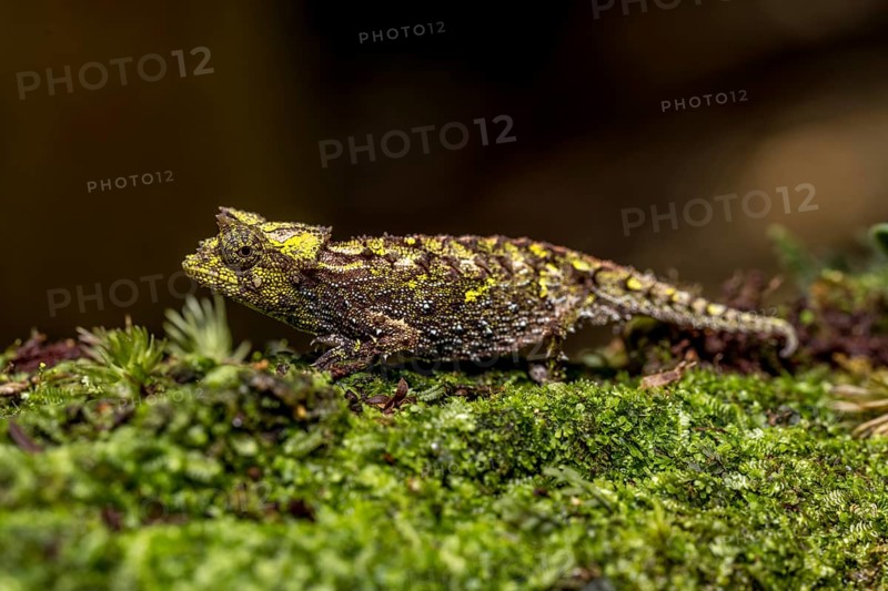 Variegated Earth Chameleon