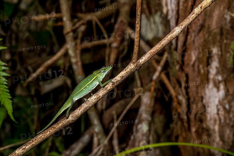 (Calumma guillaumeti), Marojejy National Park, Madagascar, Africa
