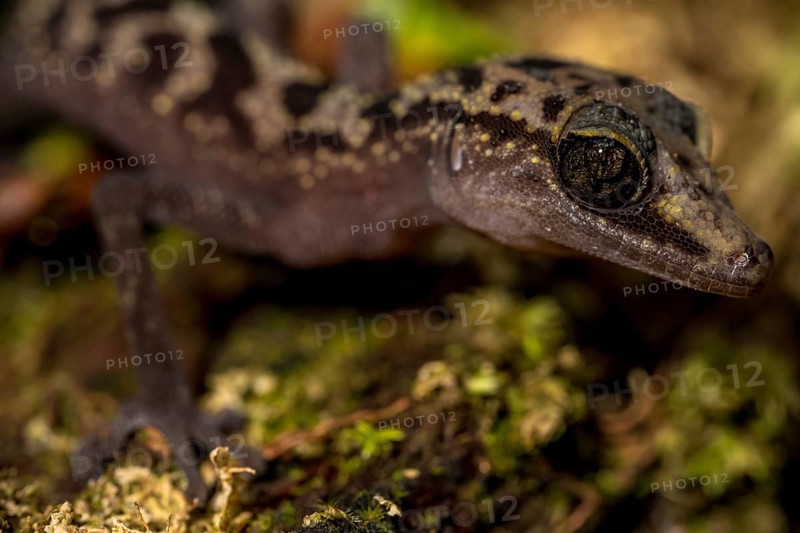Graceful madagascar ground gecko