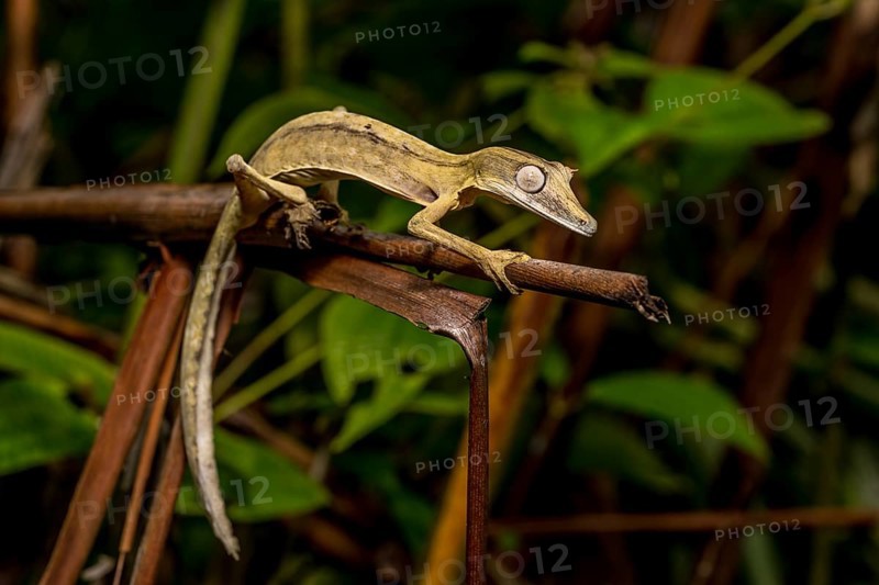 Striped lined leaf-tailed gecko