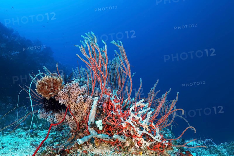 Coral reef with various soft corals