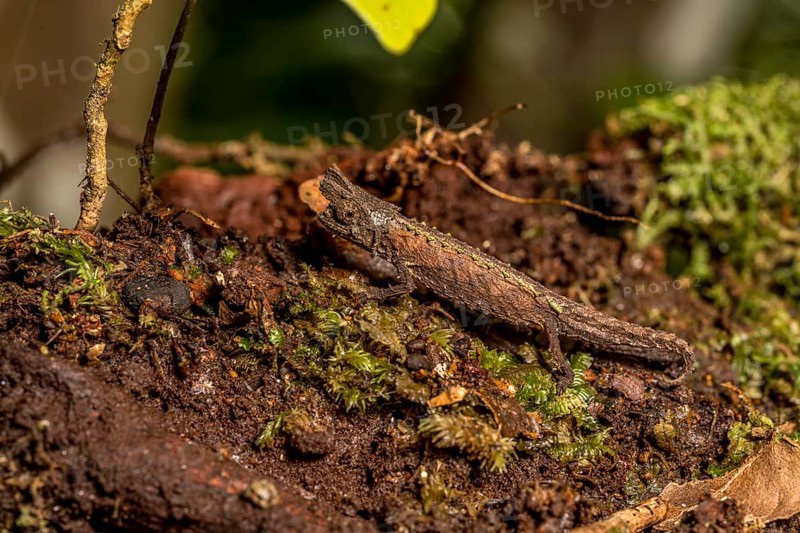 Marojejy Earth Chameleon