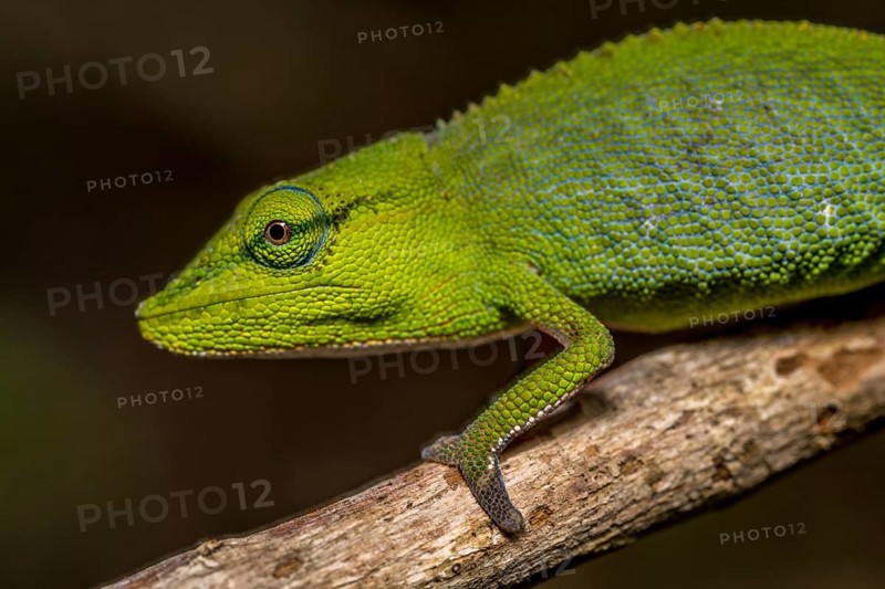 (Calumma guillaumeti), Marojejy National Park, Madagascar, Africa