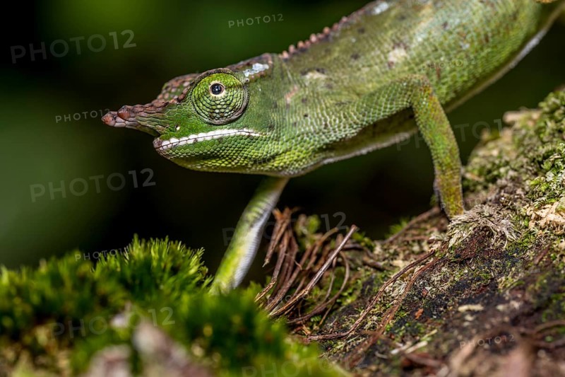 Will's two-horned chameleon