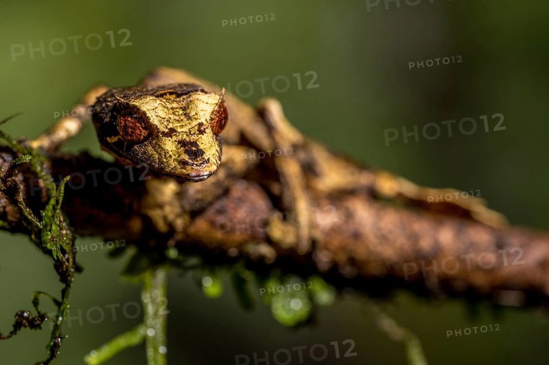 Flat-tailed gecko