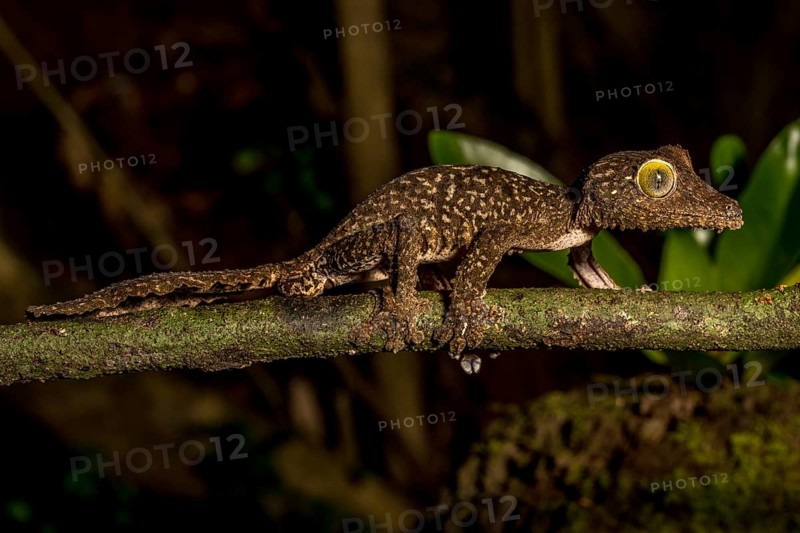 Mossy leaf-tailed gecko