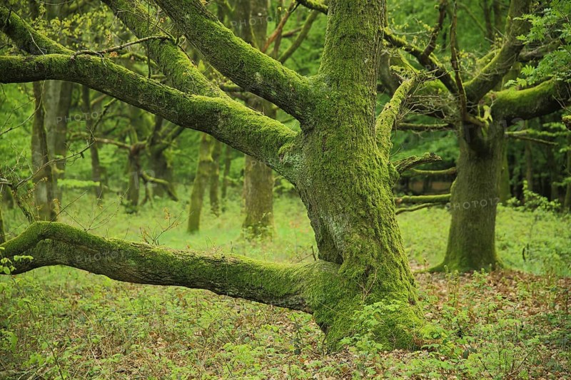 Sessile Oak