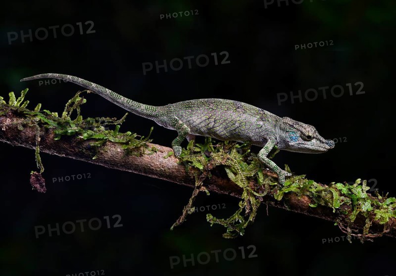 A female calumma radamanus