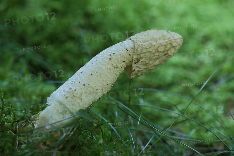 Common Stinkhorn