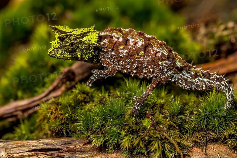 Variegated Earth Chameleon