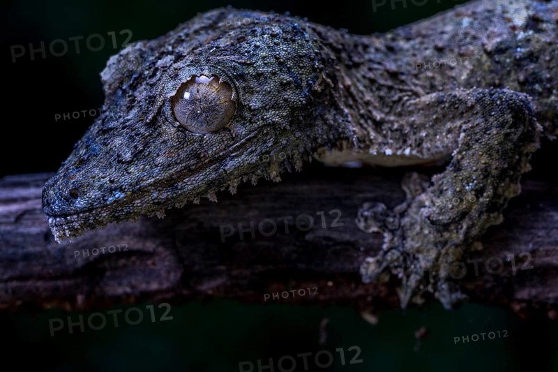 Henkel's flat-tailed gecko