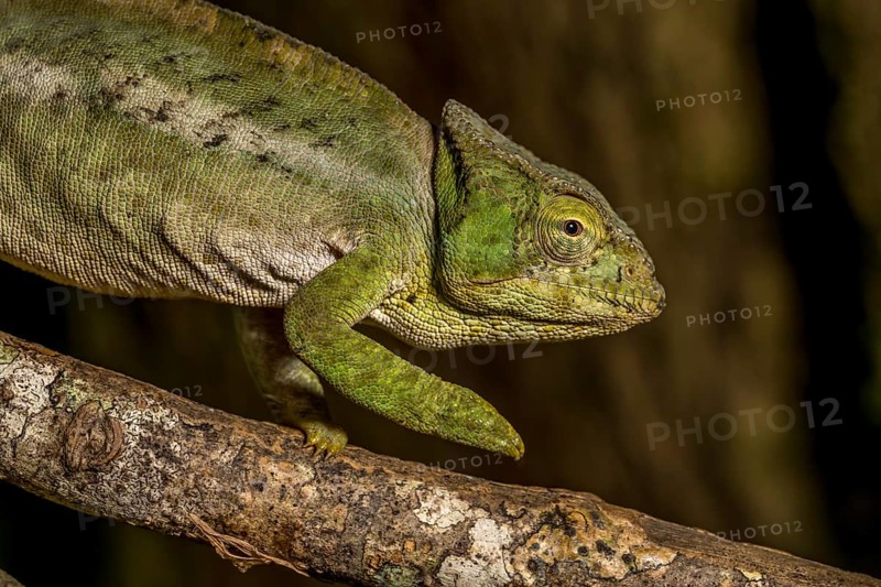 Amber Mountain amber chamaeleon