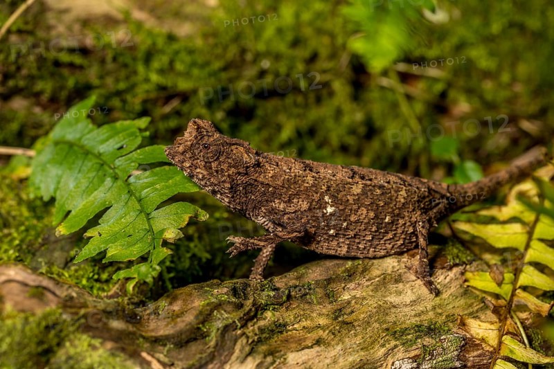 Antakarana ground chameleon