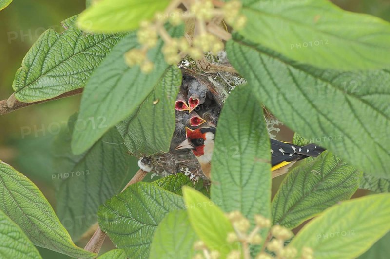 European goldfinch