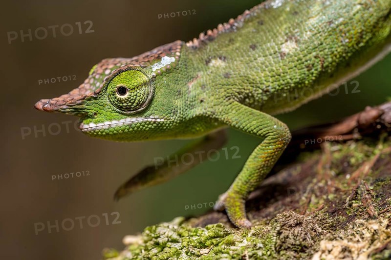 Will's two-horned chameleon