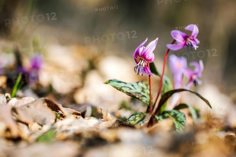 Flowering dog's tooth violet