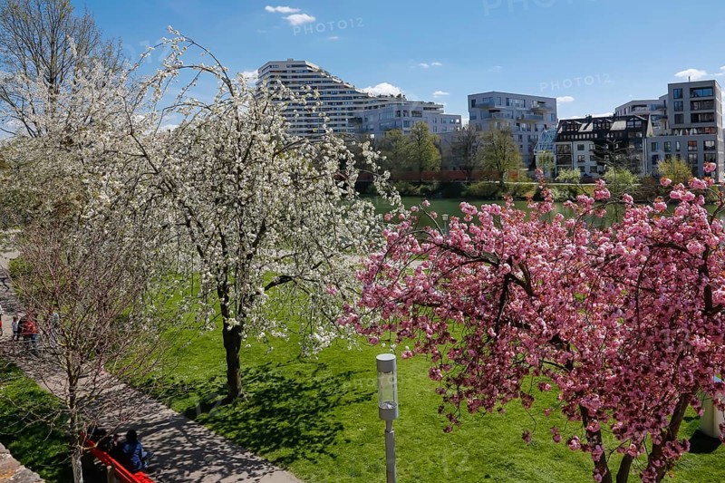 Trees in blossom on the Danube