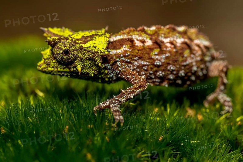 Variegated Earth Chameleon