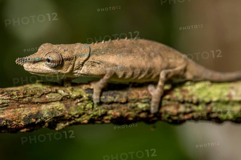 Uetz Vetchling Chameleon