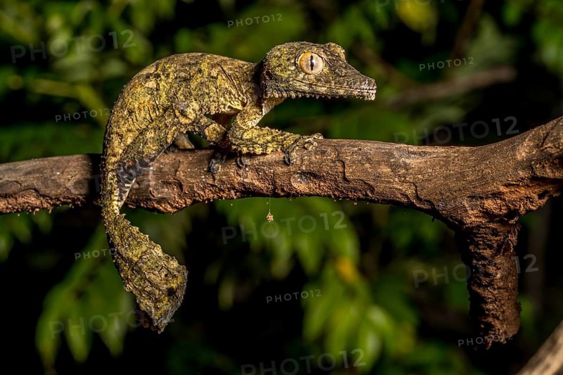 Henkel's flat-tailed gecko