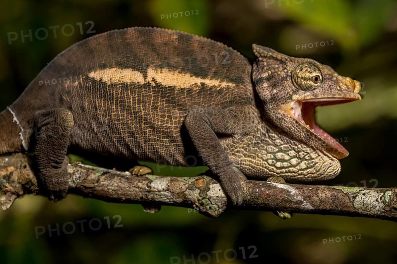 Amber Mountain amber chamaeleon