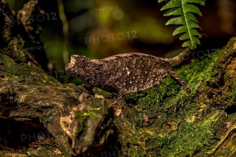 Antakarana ground chameleon