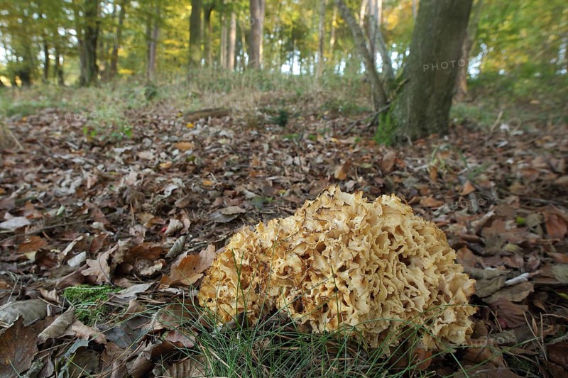 Wood cauliflower fungus
