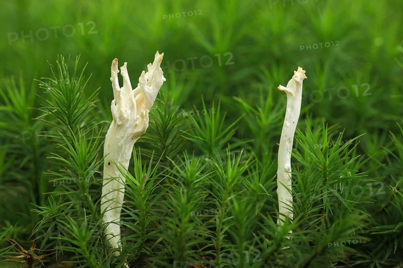 Candlestick fungus