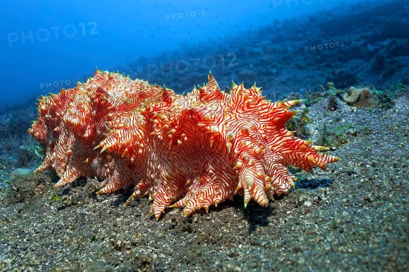Red-striped sea cucumber