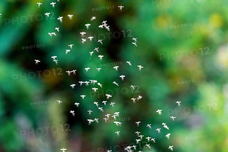 Winter midge