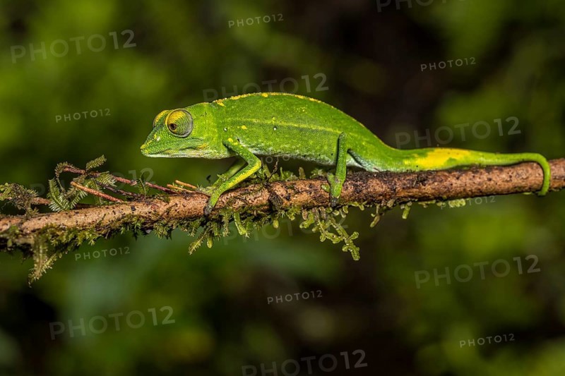 Marojejy chameleon