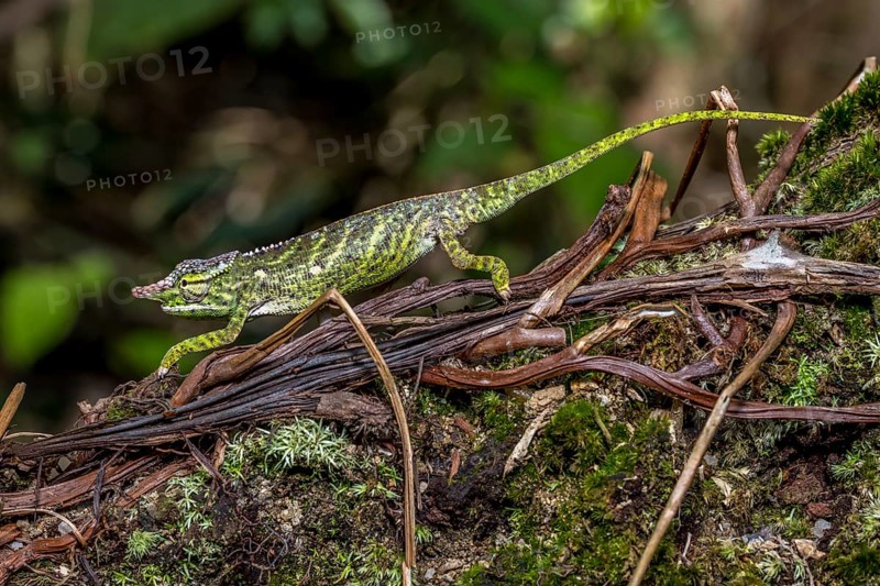 Will's two-horned chameleon