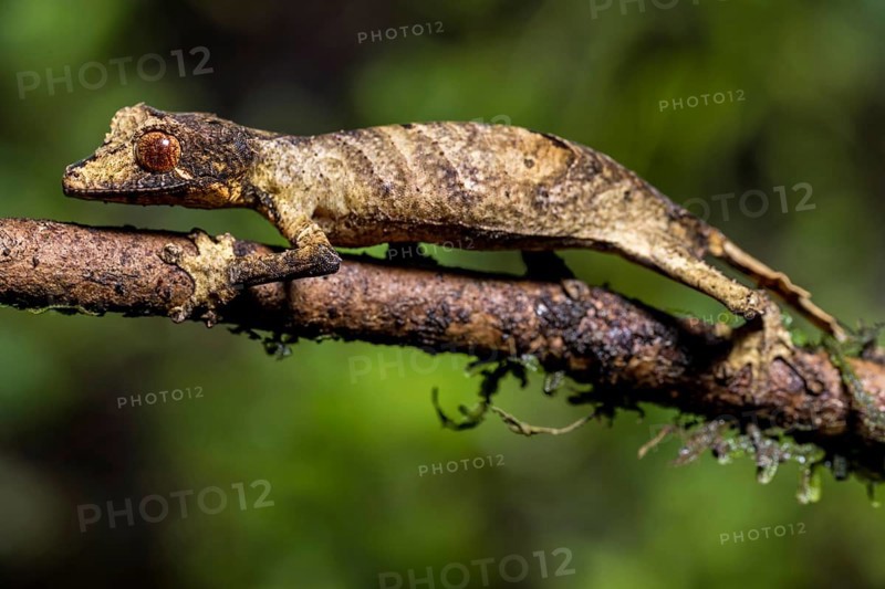 Flat-tailed gecko
