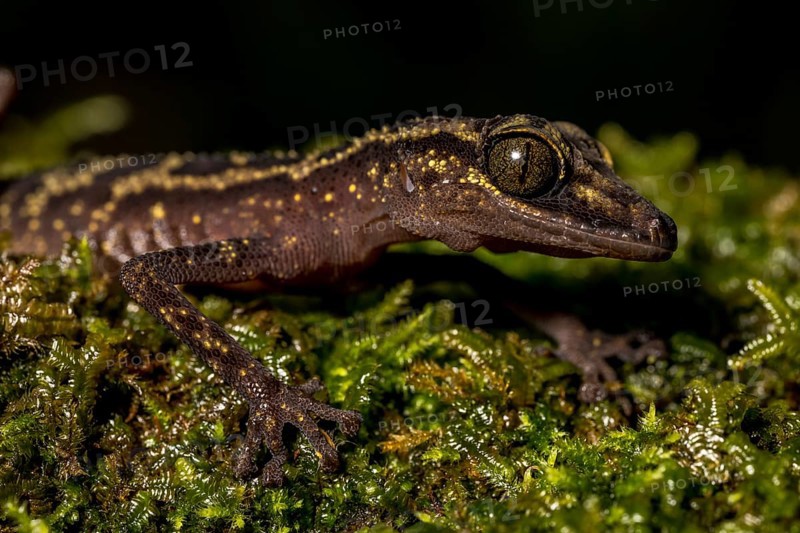 Graceful madagascar ground gecko