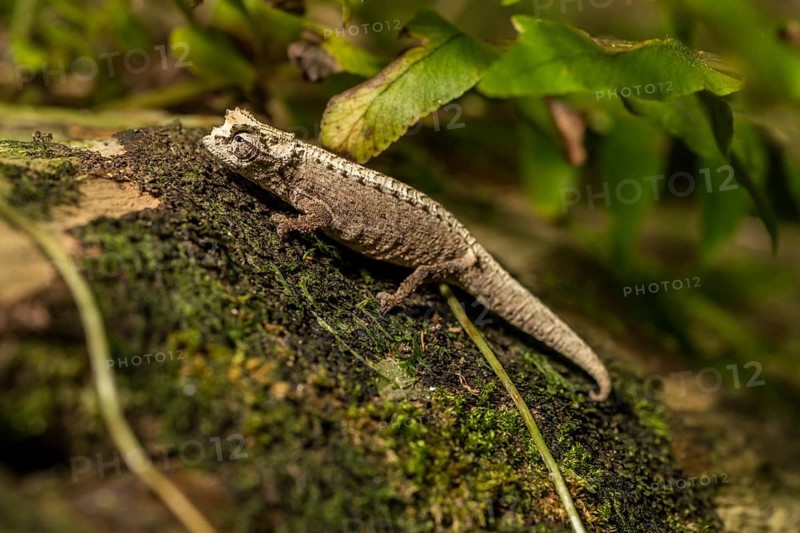 Montagne d Ambre Earth Chameleon