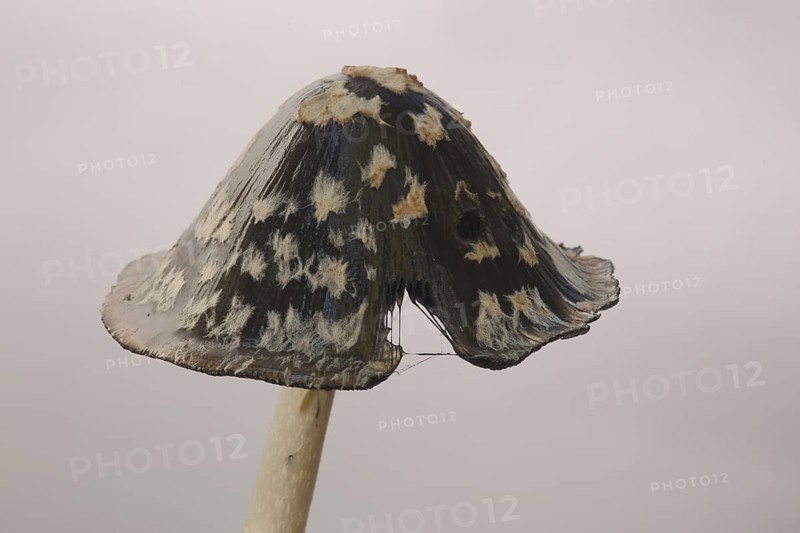 Cap of coprinopsis picacea