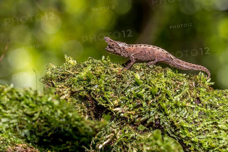 Marojejy Earth Chameleon
