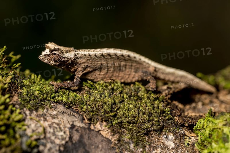 Montagne d Ambre Earth Chameleon