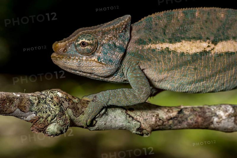 Amber Mountain amber chamaeleon