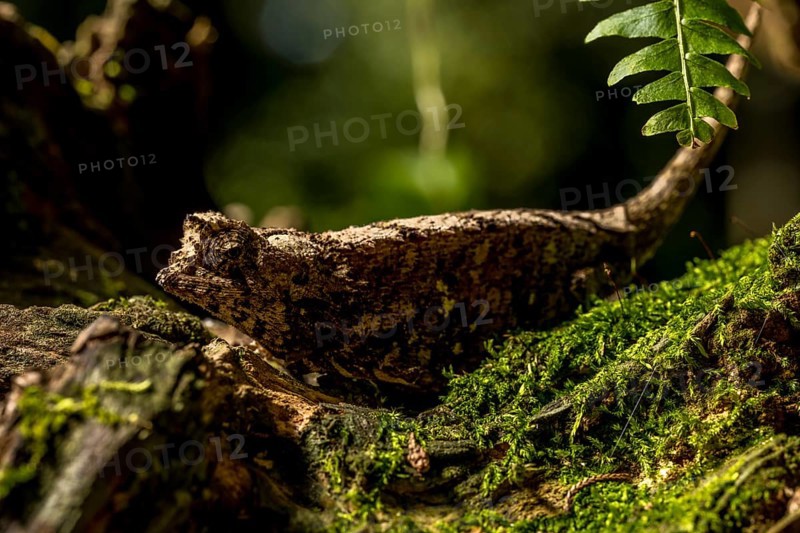 Antakarana ground chameleon