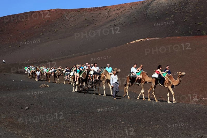 Dromedary Riding for Tourists in Timanfaya National Park